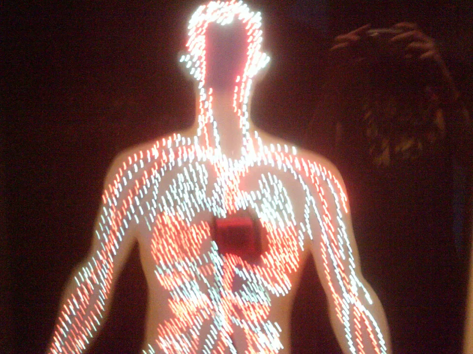 Illuminated Circulatory System Exhibit